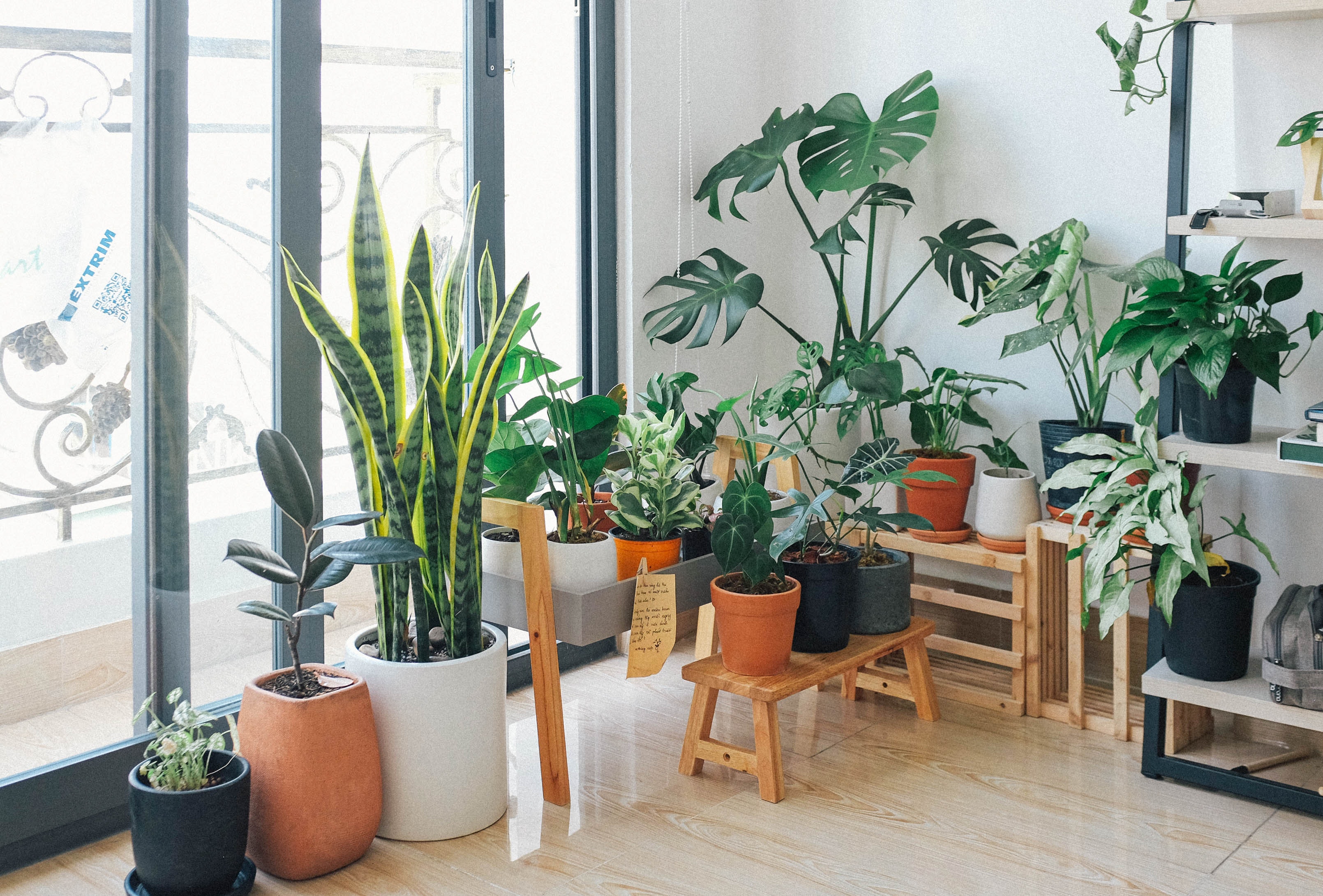 A nice sunlit room with many beautiful indoor plants